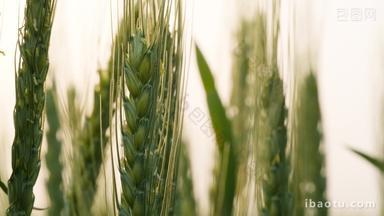 清晨朝阳下的绿色金边小麦